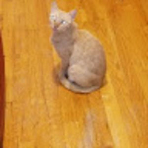 Meet your Posher, Kittens